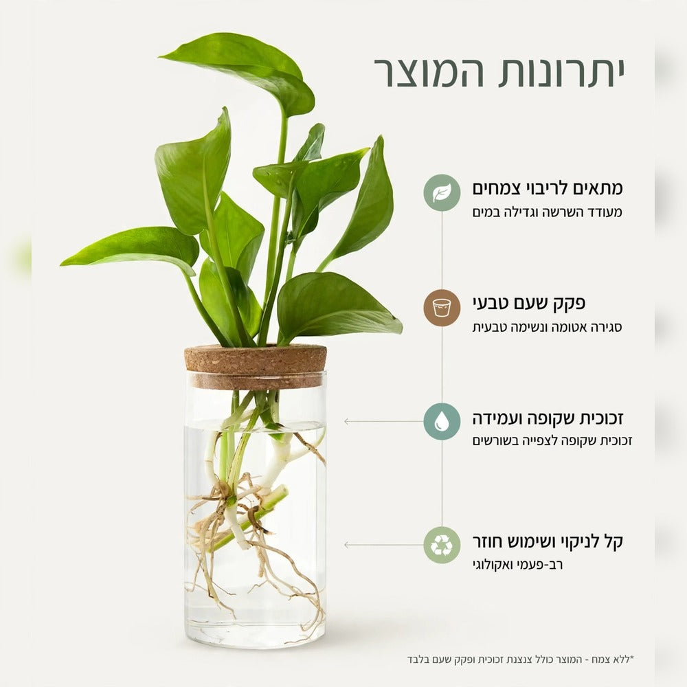 יתרונות אגרטל הזכוכית לגידול צמחים במים – פקק שעם טבעי, זכוכית שקופה וקל לניקוי